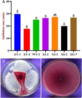 Identification and utilization of a new Bacillus amyloliquefaciens XY-1 against Fusarium head blight
